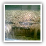 LEAF TOBACCO SHREDDED TOBACCO raw tobacco leaf dark air cured tobacco rustica tobacco FLUE CURED TOBACCO